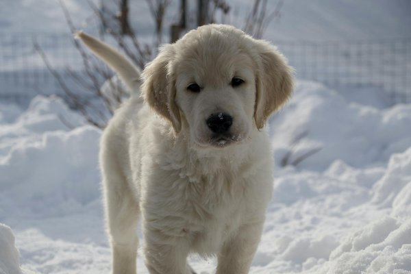 Pourquoi mon rongeur mord-il ? Comprendre et résoudre ce comportement