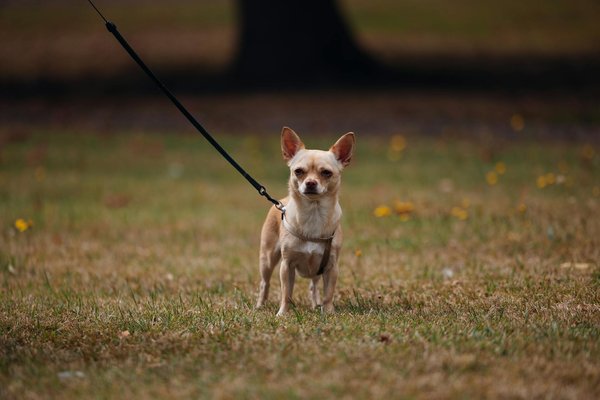 Les bienfaits de la curcuma pour chiens et chats en santé naturelle