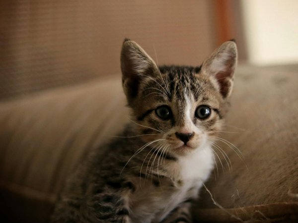 Comment préparer votre chien pour sa première visite dans un parc pour chiens